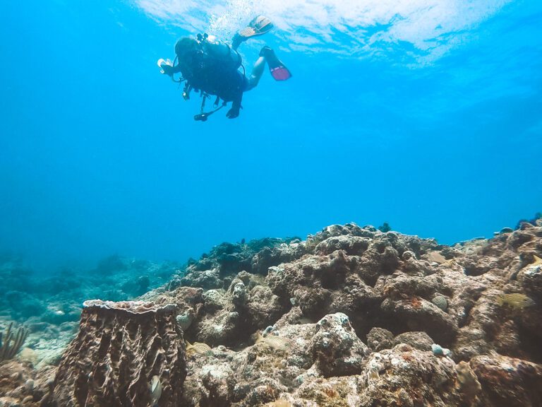 Diving Barracuda Reef in Fort Lauderdale
