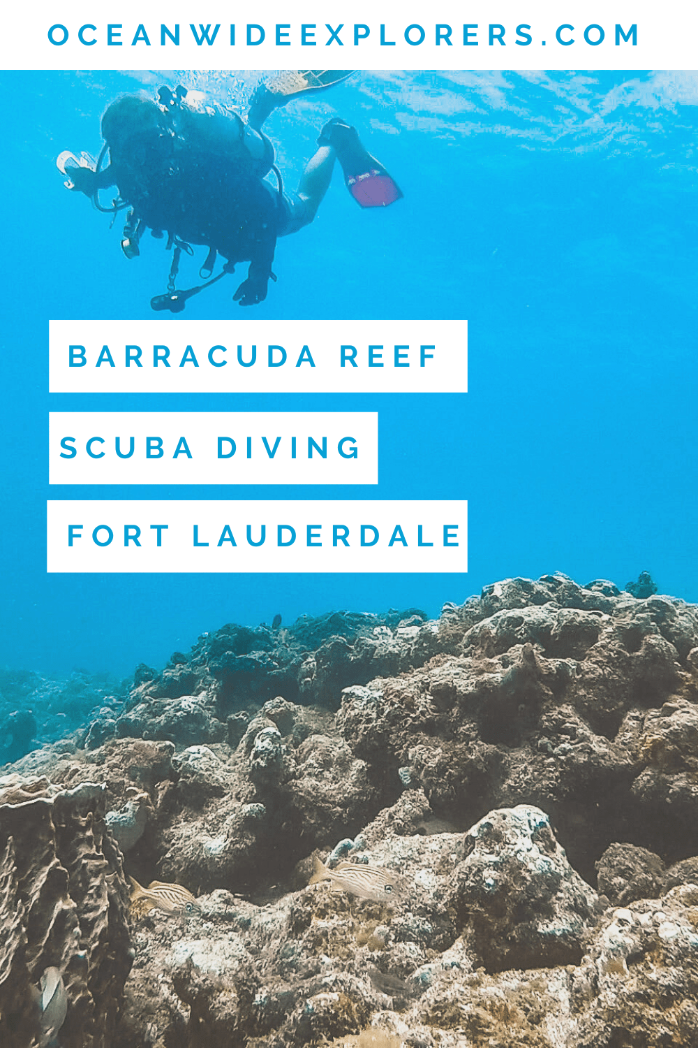 Diving Barracuda Reef in Fort Lauderdale - OceanWide Explorers