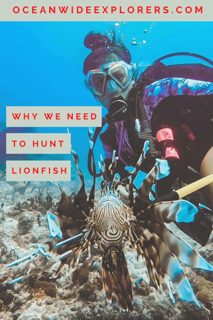 why hunt lionfish on pinterest