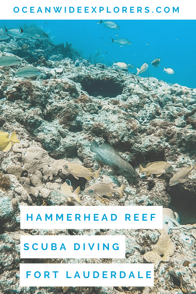 Diving Hammerhead Reef in Fort Lauderdale - OceanWide Explorers