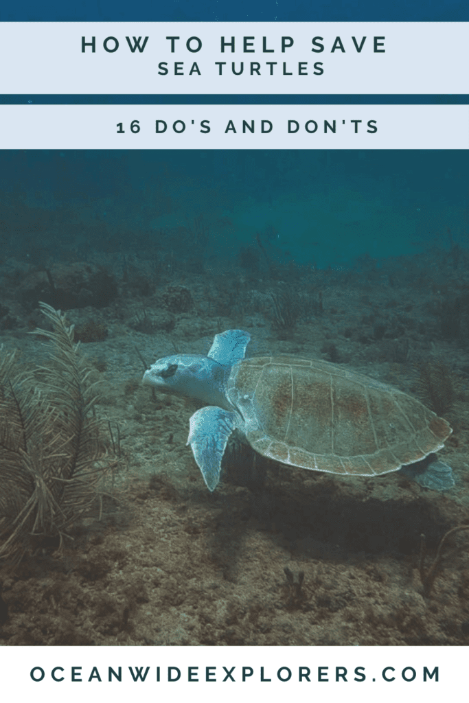 How to Help Save Sea Turtles: 16 Do's and Don'ts - OceanWide Explorers