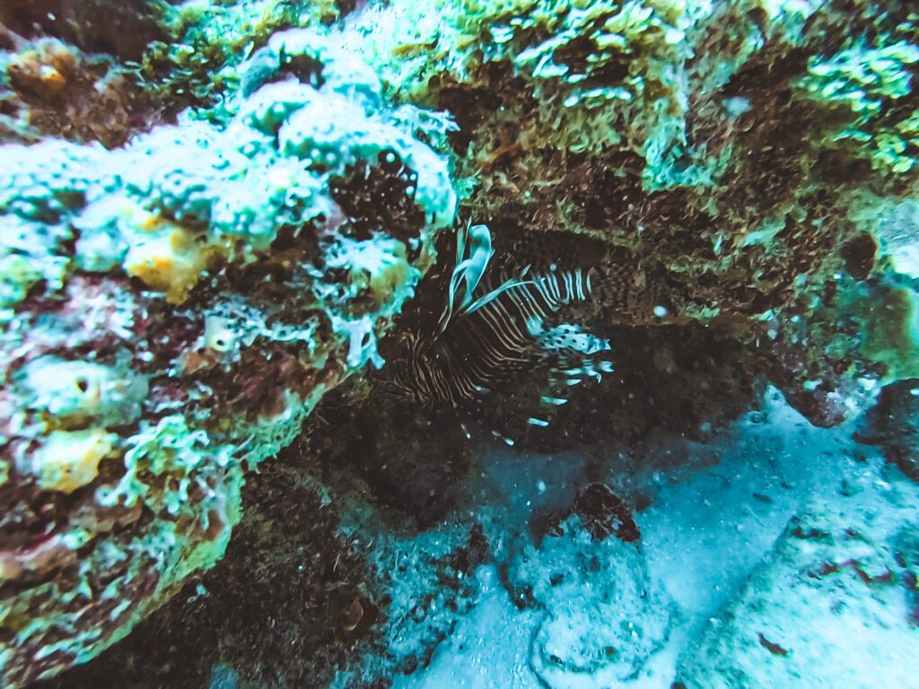 lionfish hiding under ledge hammerhead reef fort lauderdale