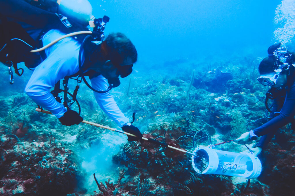 using a pole spear and zookeeper hunting lionfish