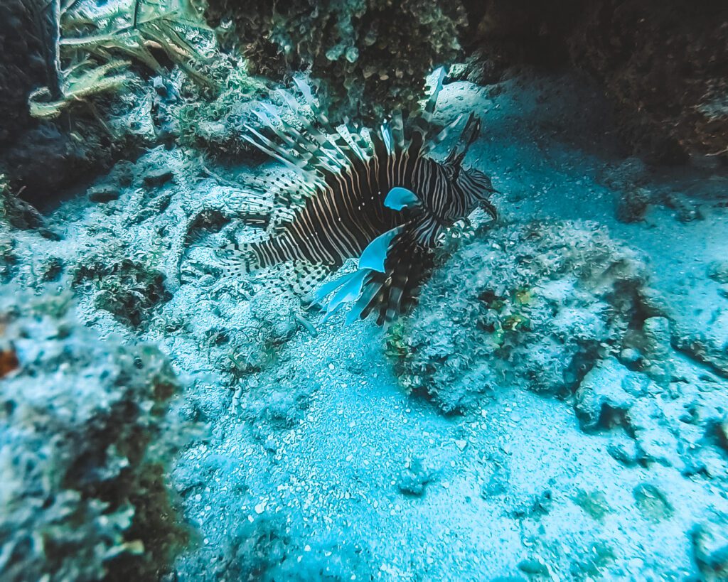lionfish hiding under ledge hammerhead reef in fort lauderdale