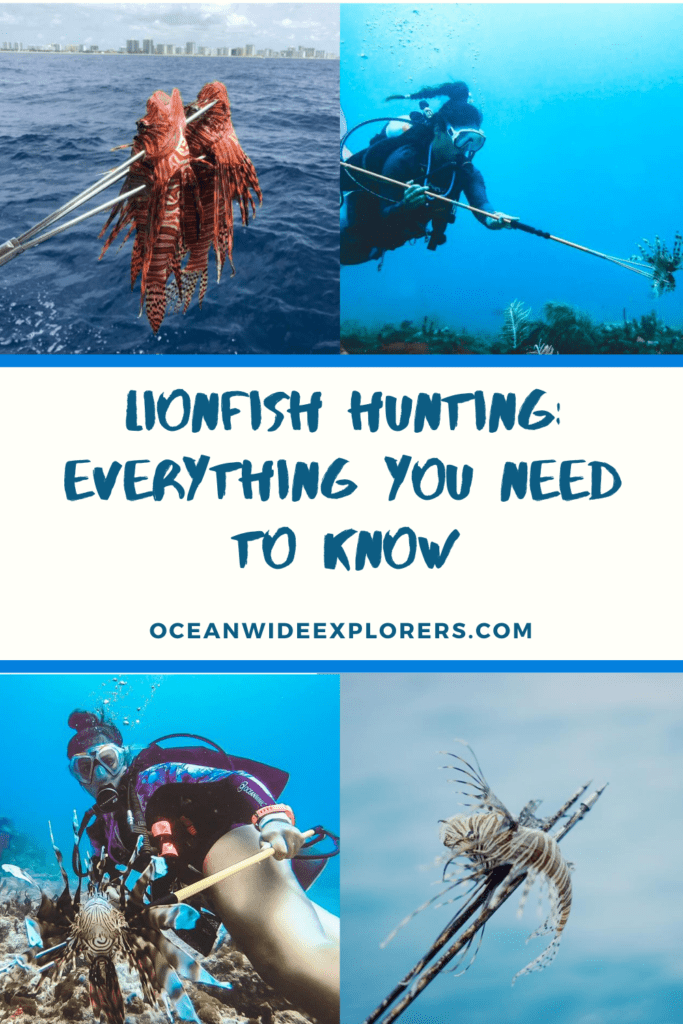 lionfish hunting everything you need to know on pinterest