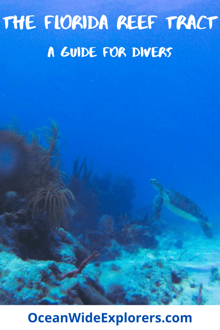The Florida Reef Tract - A Guide for Divers - OceanWide Explorers