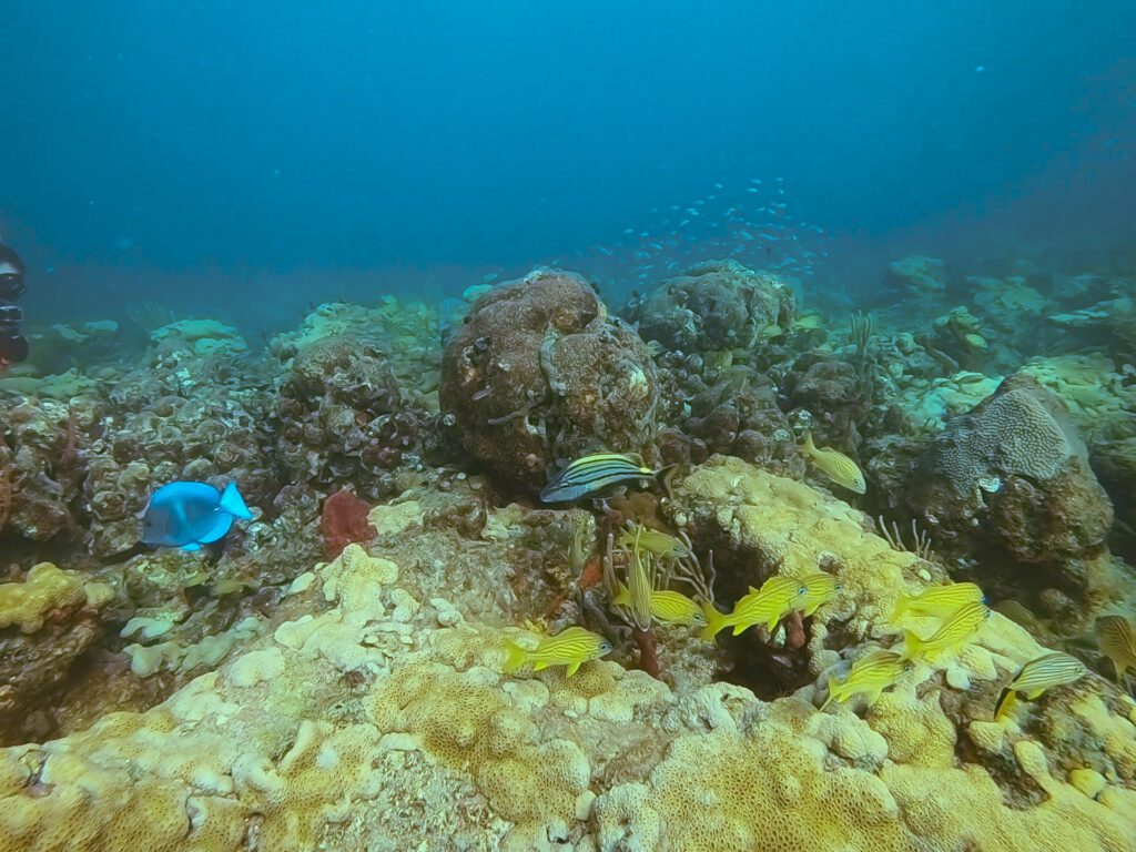 marine life during a shore dive in fort lauderdale