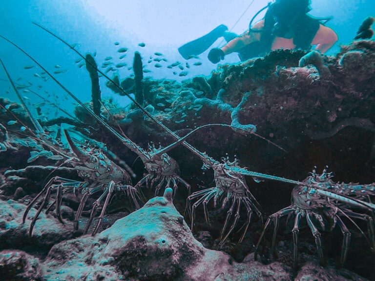 Oakland Park Reef – Fort Lauderdale Shore Diving