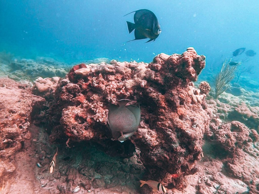 french angelfish on coral head during shore dive at oakland park reef fort lauderdale