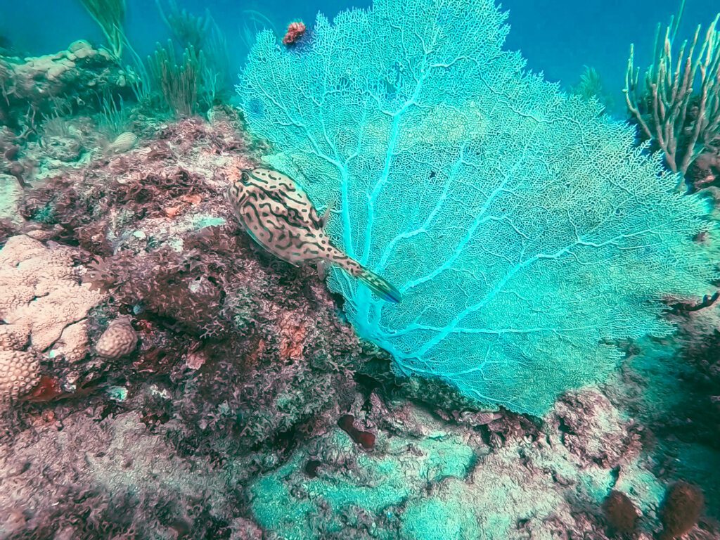 gorgonian and box fish during shore dive in fort lauderdale