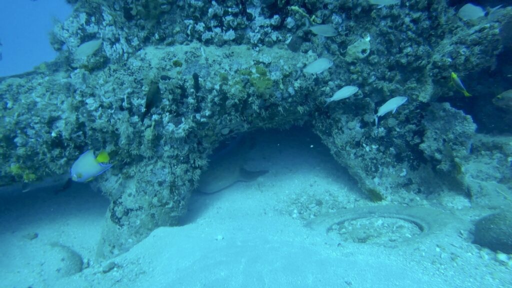 nurse shark hiding under the stern of the jay scutti shipwreck in fort lauderdale