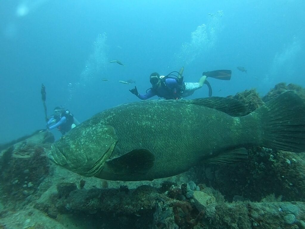 goliath grouper in jupiter florida