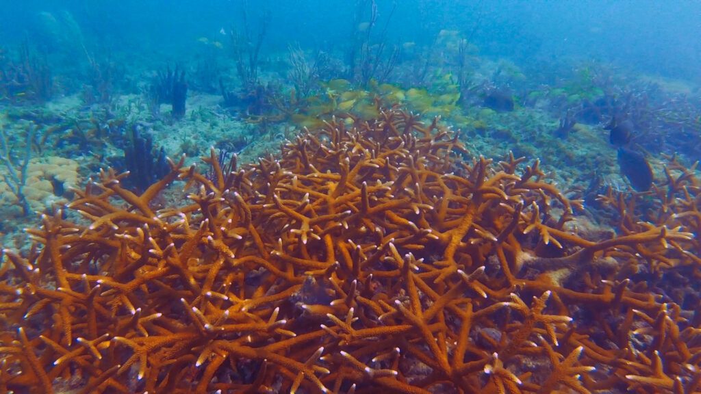 fields of staghorn coral in fort lauderdale during shore dive
