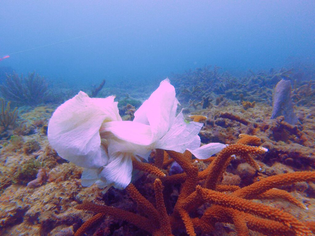 plastic wrapped around staghorn coral during shore dive in fort lauderdale