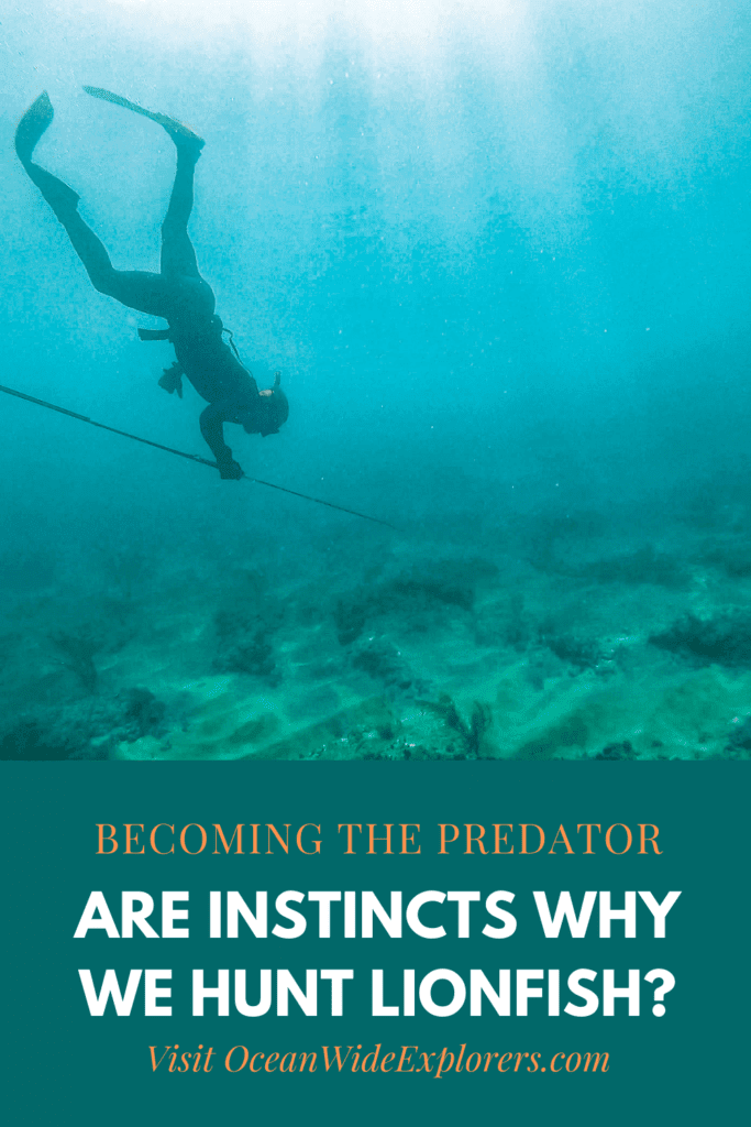are instincts why we hunt lionfish on pinterest