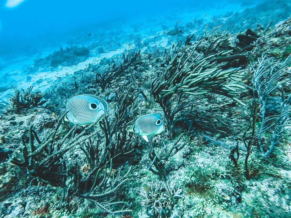 butterfly fish on coral reef in jupiter