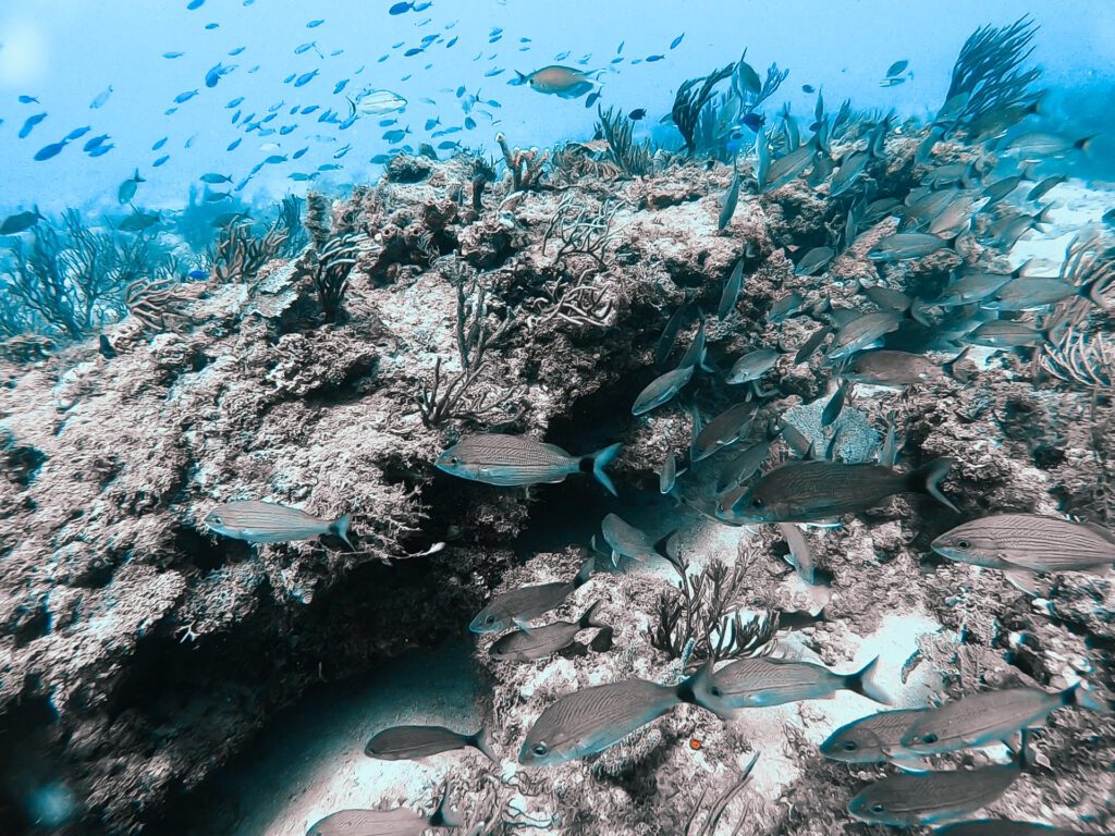 fish on reef in jupiter