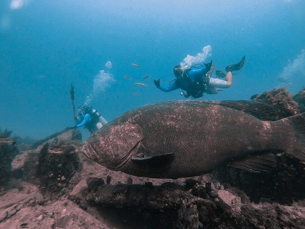 goliath grouper in jupiter