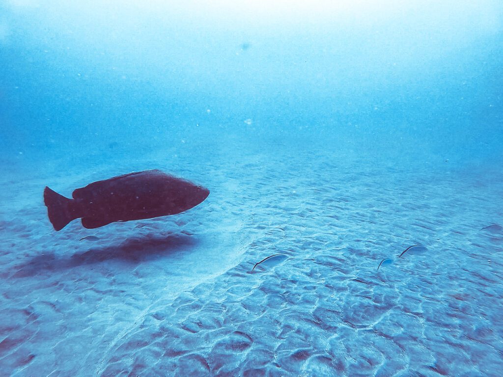 goliath grouper during a dive in south florida