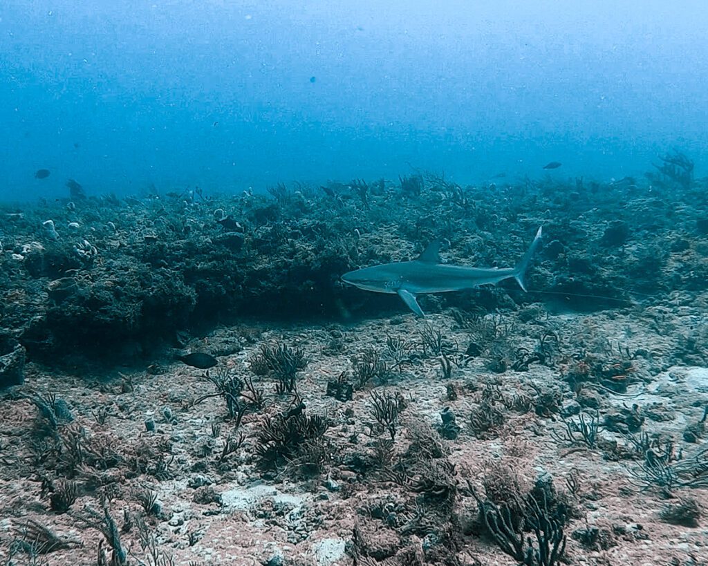 reef shark on drift dive in jupiter florida