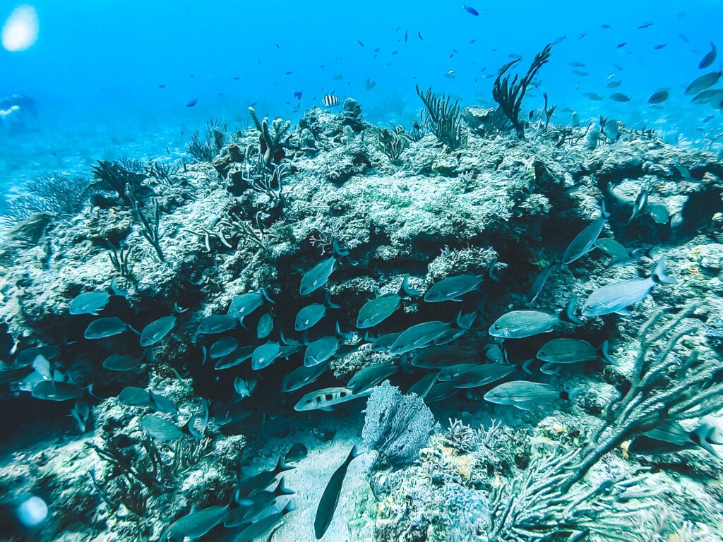schools of fish during coral reef dive in jupiter florida