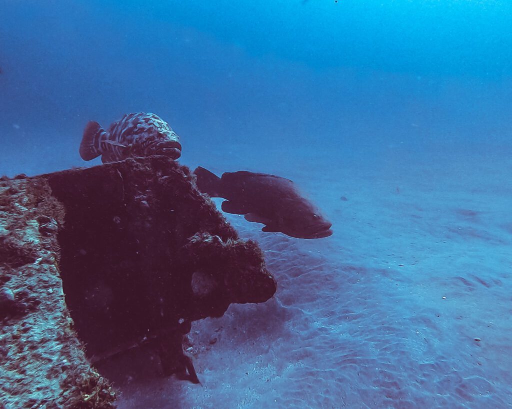 two goliath grouper during aggregation in jupiter florida