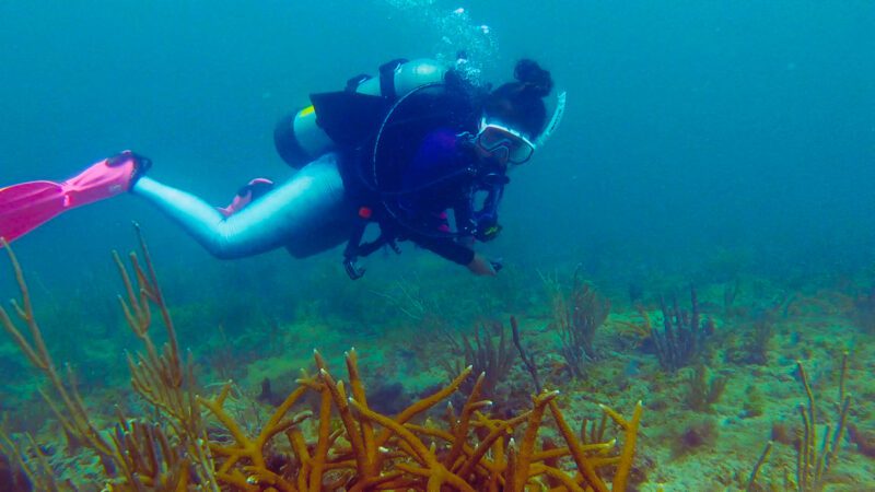 viewing staghorn coral during shore dive in fort lauderdale