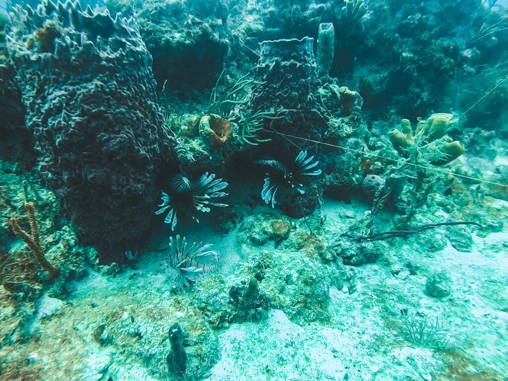 lionfish on coral reef on deep dive in fort lauderdale