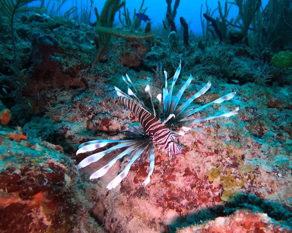 red lionfish on coral reef in south florida