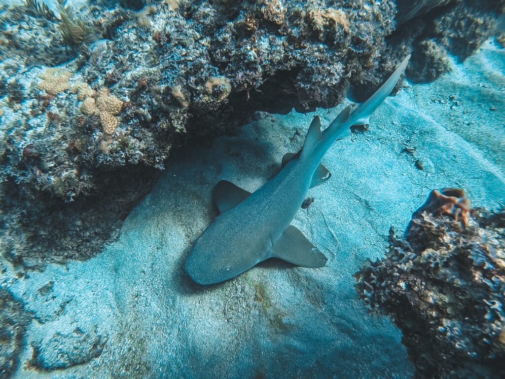 nurse shark on coral reef site in fort lauderdale