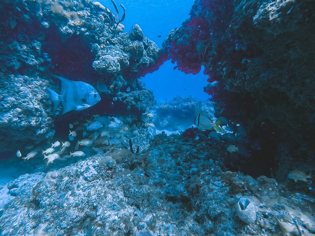 marine life on coral reef in fort lauderdale