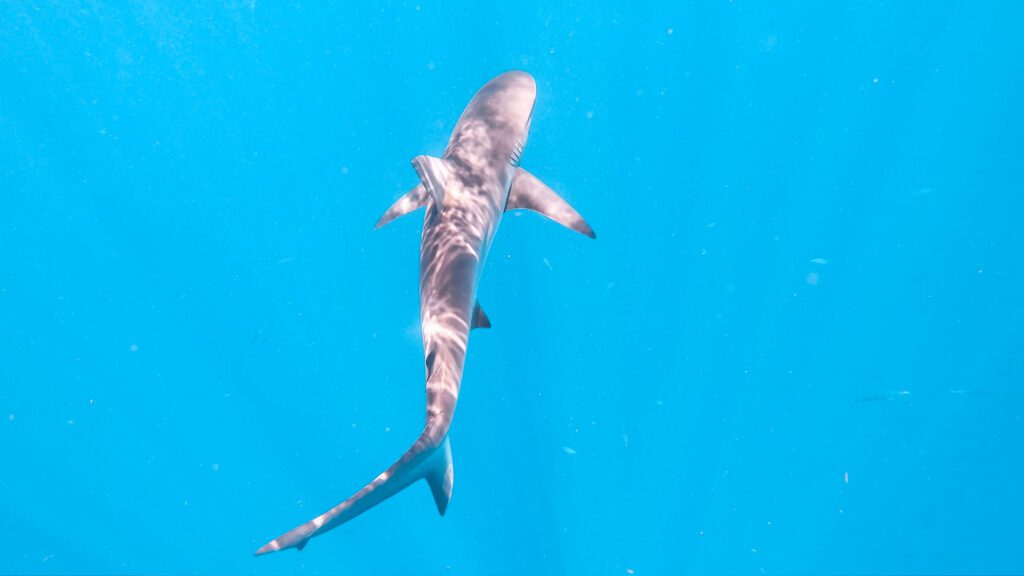 shark swimming while snorkeling in south florida
