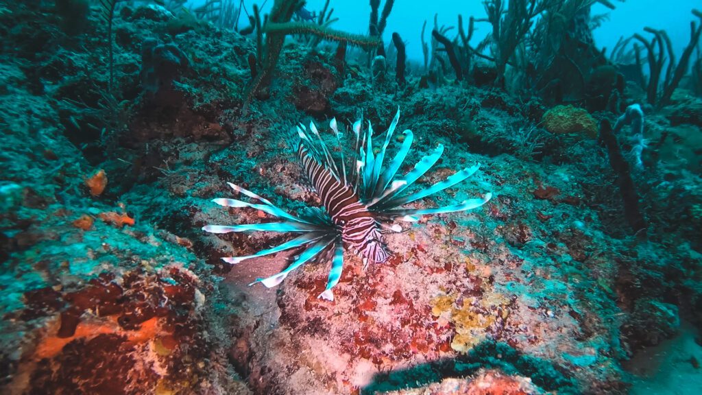 red and white lionfish on coral reef in deerfield beach florida