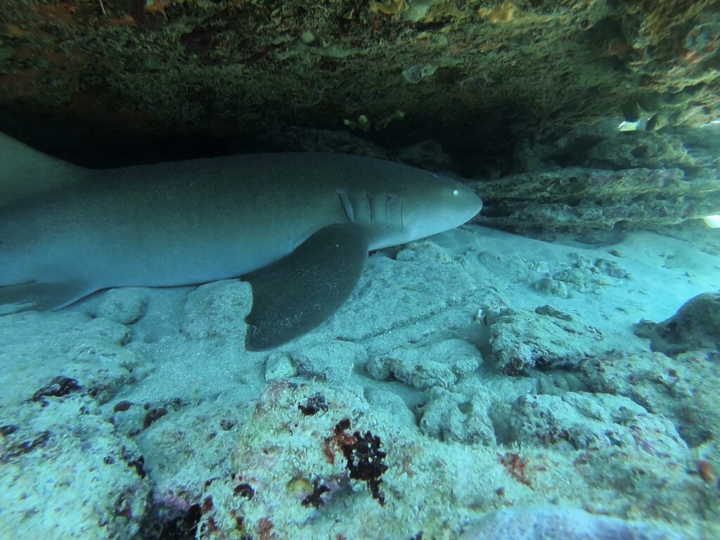 nurse shark under ledge reef in hollywood florida