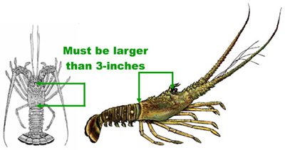 measuring lobster chart via fwc