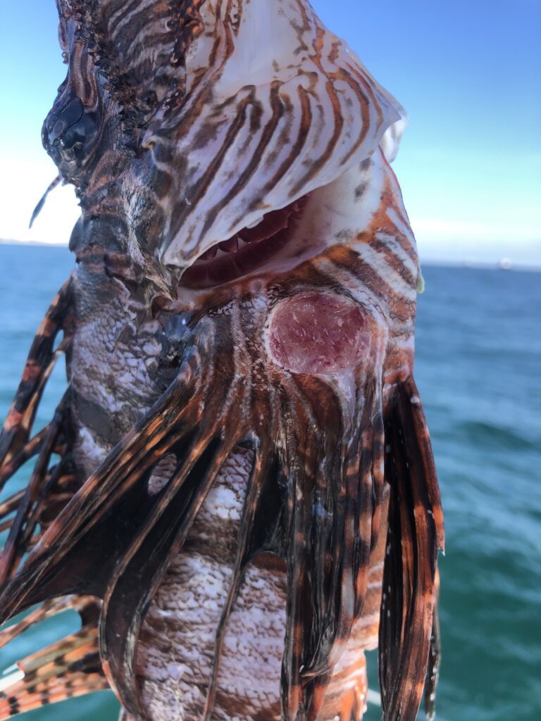 lionfish with an ulcer