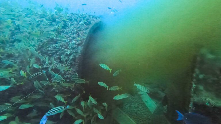 Hollywood Sewage Outfall: The Crappiest Dive Site in Florida