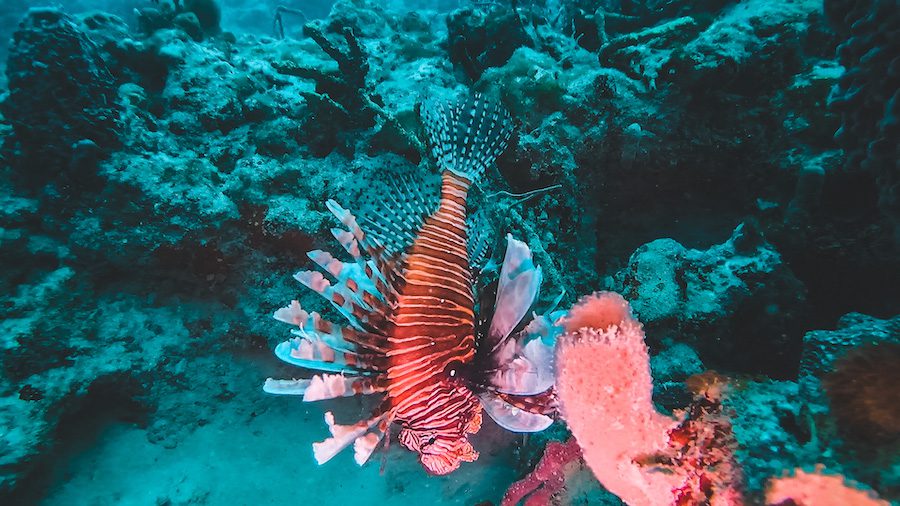 lionfish on coral reef in fort lauderdale beach