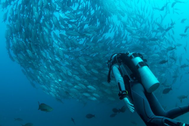 scuba diver looking at bait ball of fish