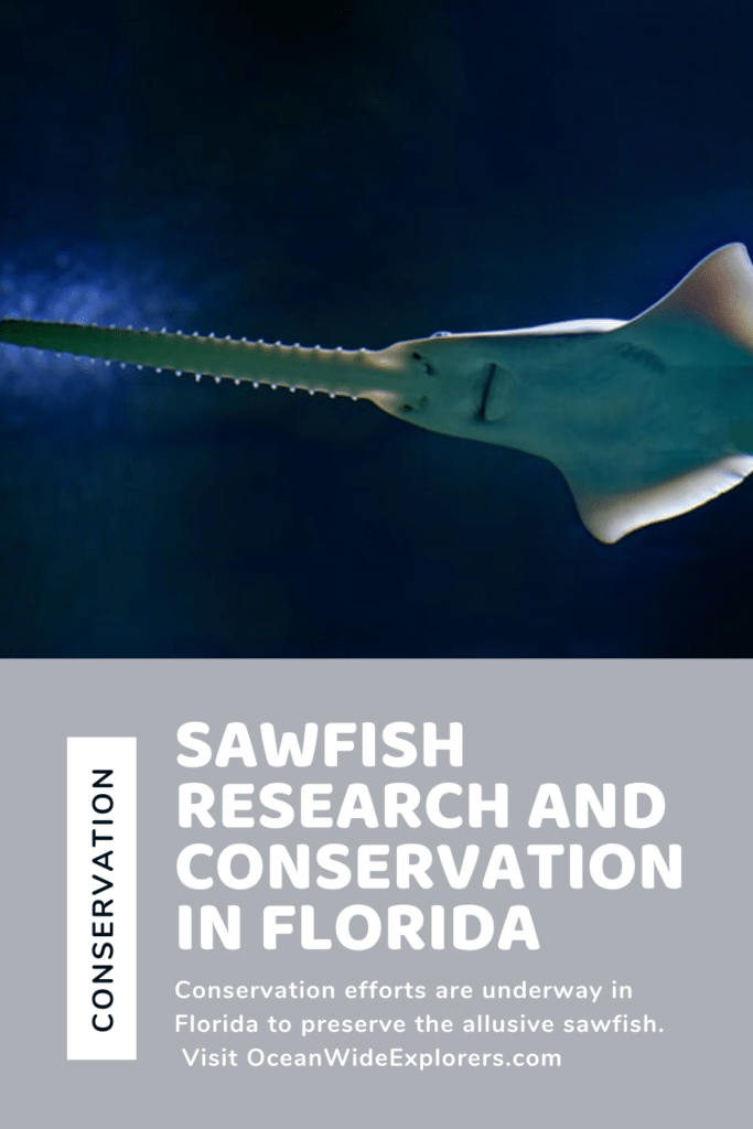 sawfish research and conservation in florida