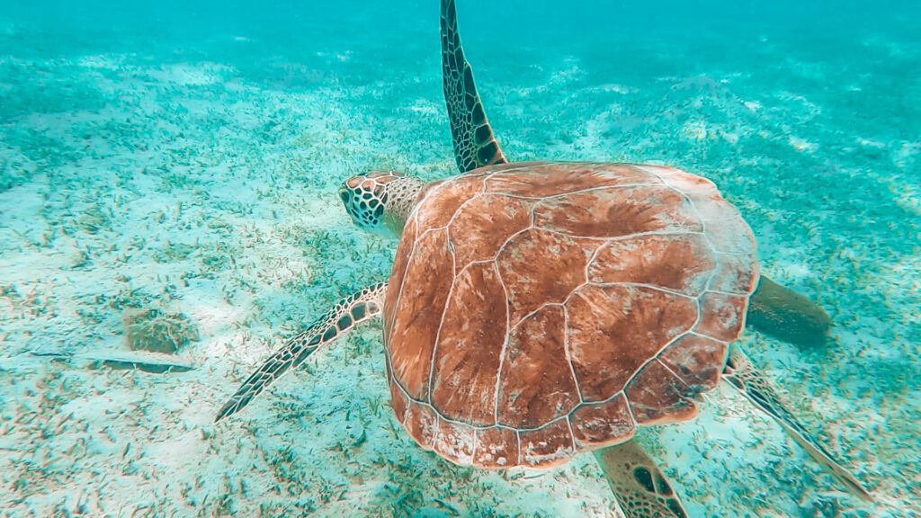 swimming with sea turtles in saint thomas