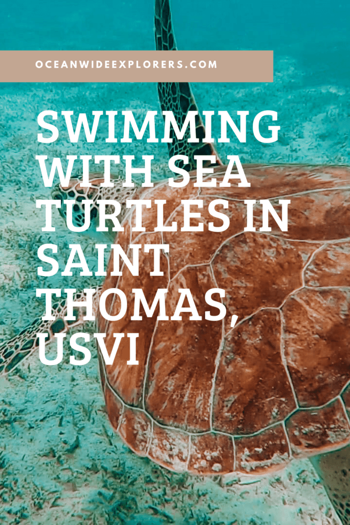 Swimming With Sea Turtles in Saint Thomas, USVI