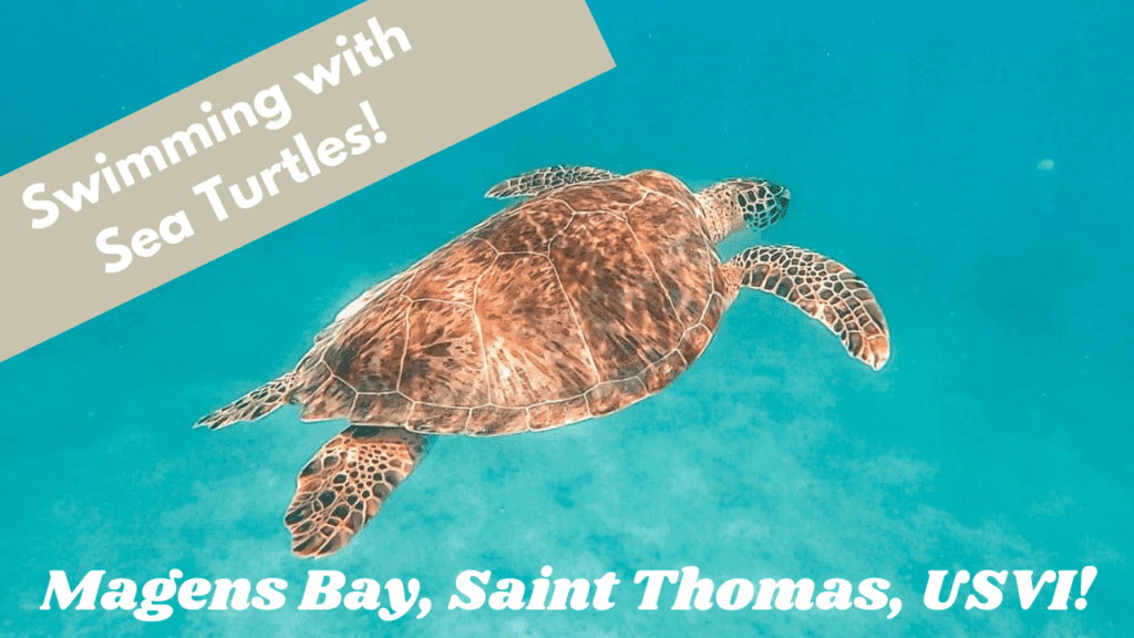 Swimming with Sea Turtles!-2