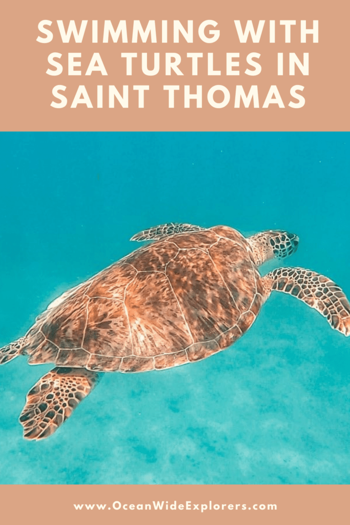 Swimming with Sea Turtles in SAint Thomas