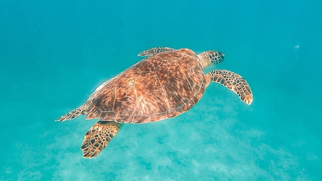 sea-turtle-swimming-in-magens-bay-saint-thomas