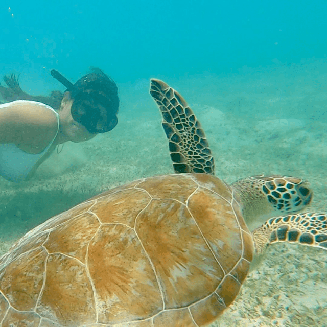snorkeling with sea turtles in saint thomas