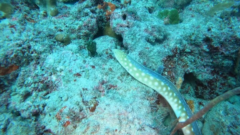 VIDEO: Sharptail Snake-Eel Slithers Near Grouper