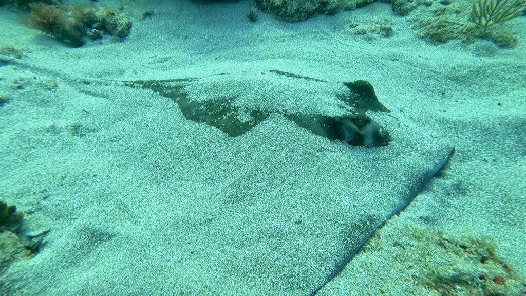 southern-sting-ray-in-fort-lauderdale