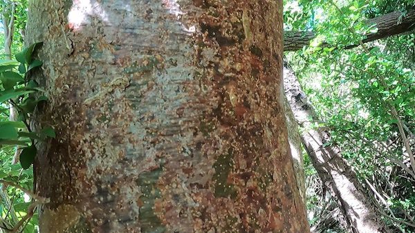 gumbo limbo tree in saint thomas caribbean
