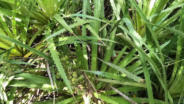 wild pineapple in the caribbean